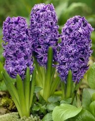 Violet Potted Hyacinths